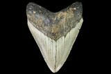 Fossil Megalodon Tooth - North Carolina #109522-1